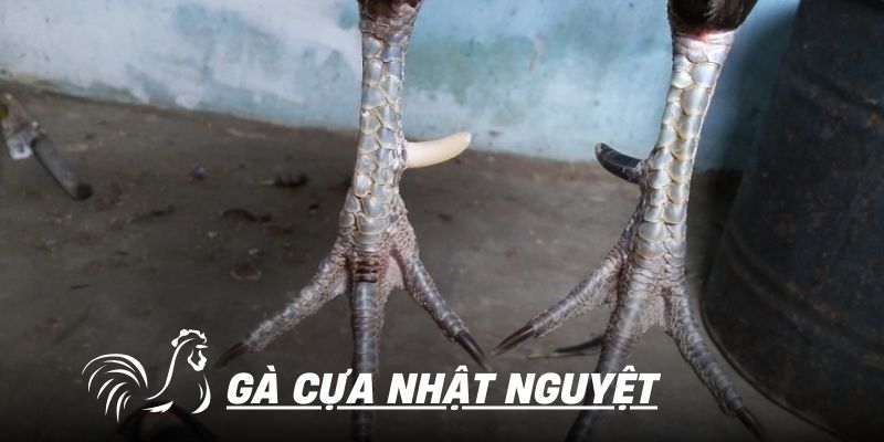 Gà cựa nhật nguyệt